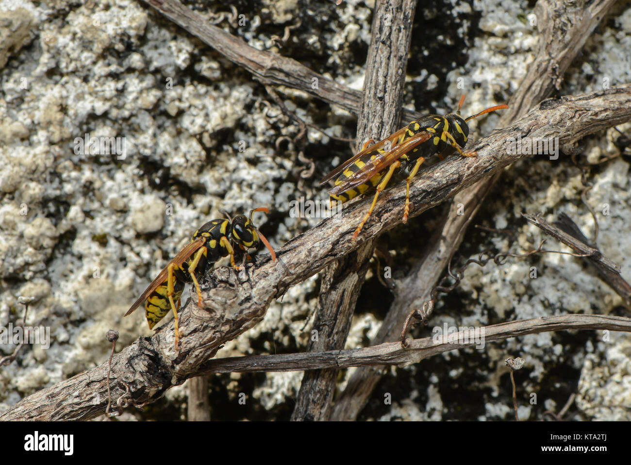 Spring Wasp wasps in spring Stock Photo - Alamy