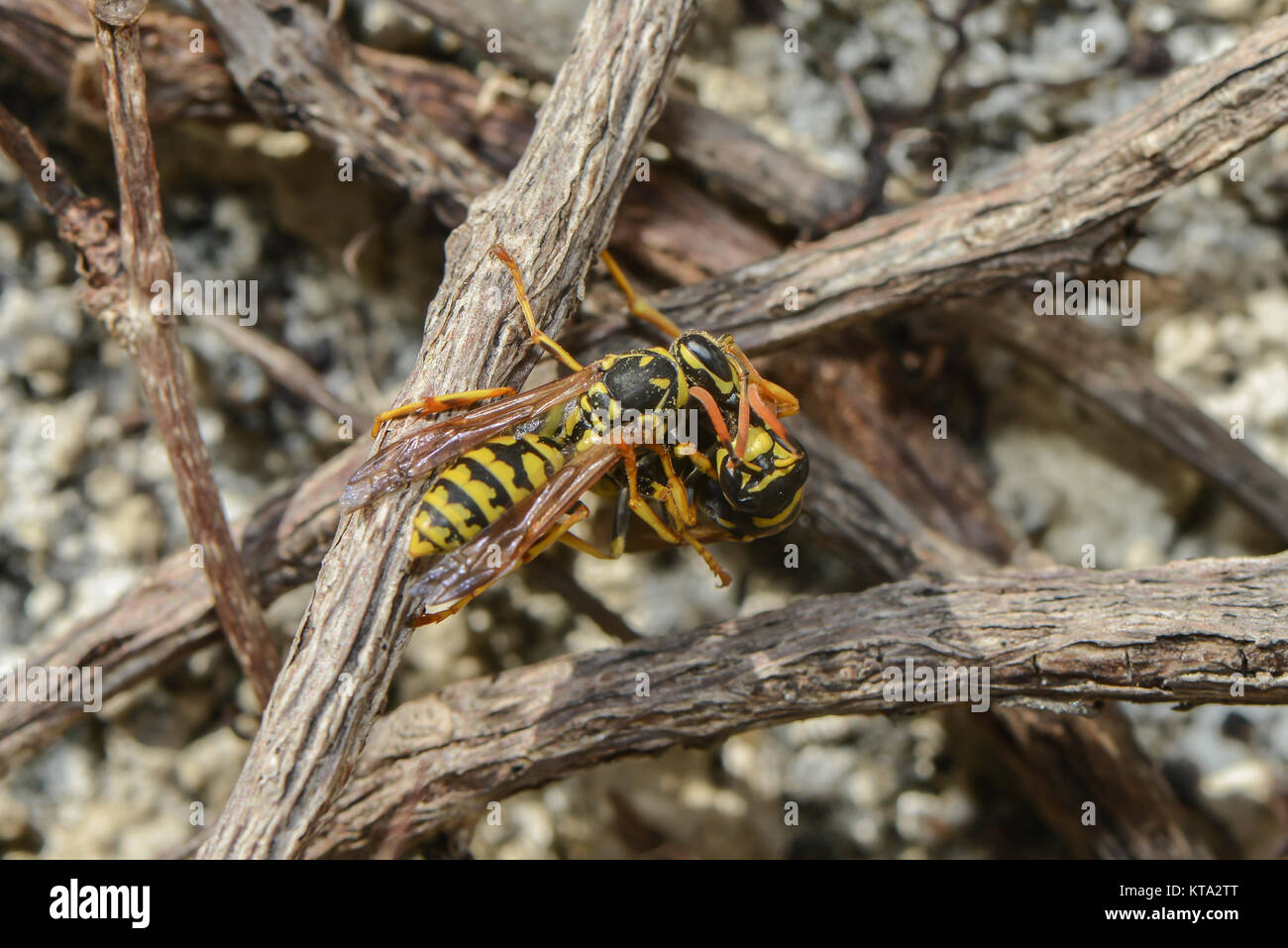 wasps in spring Stock Photo