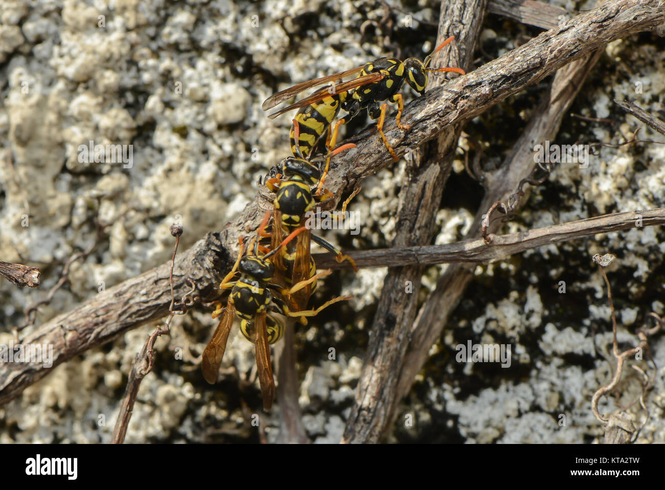 wasps in spring Stock Photo