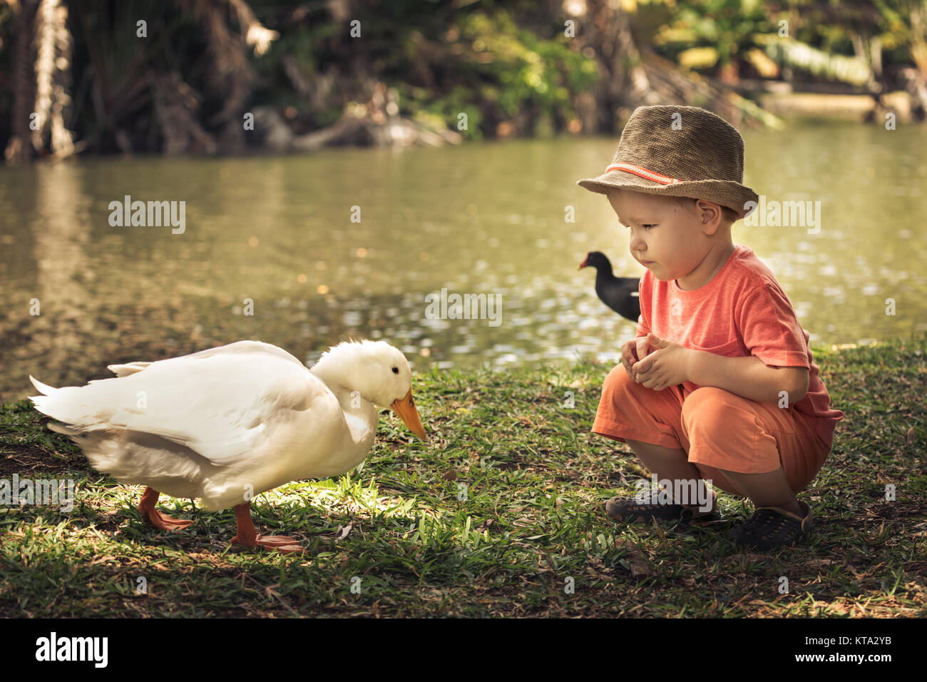 Boy and geese Stock Photo