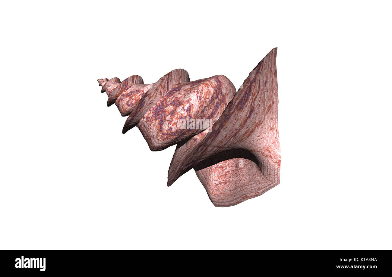 snail shell isolated Stock Photo - Alamy