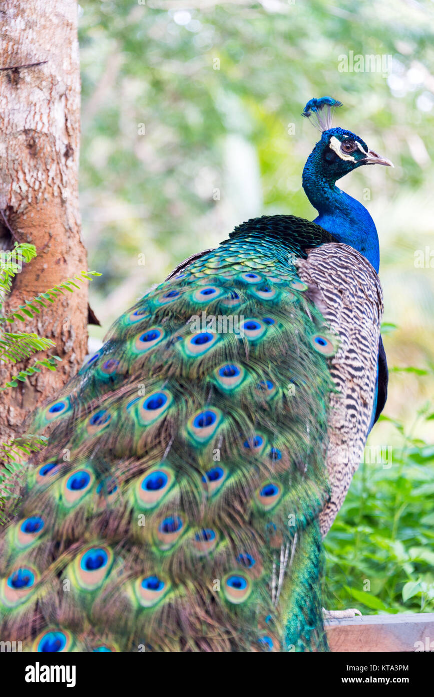 Beautiful Peacock View Stock Photo - Alamy