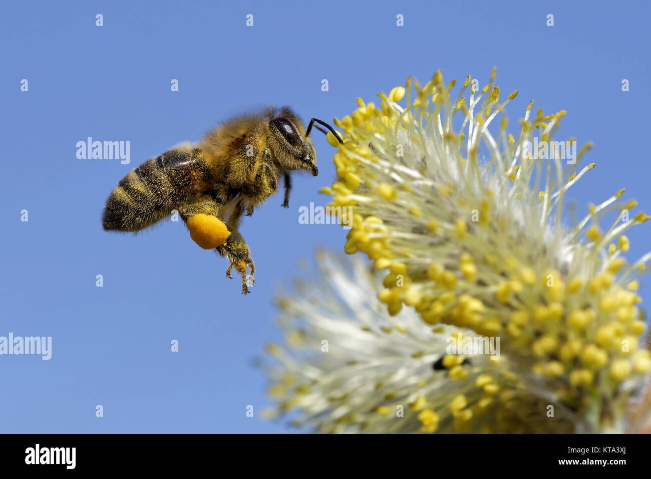 Biene am Weidenkätzchen Stock Photo