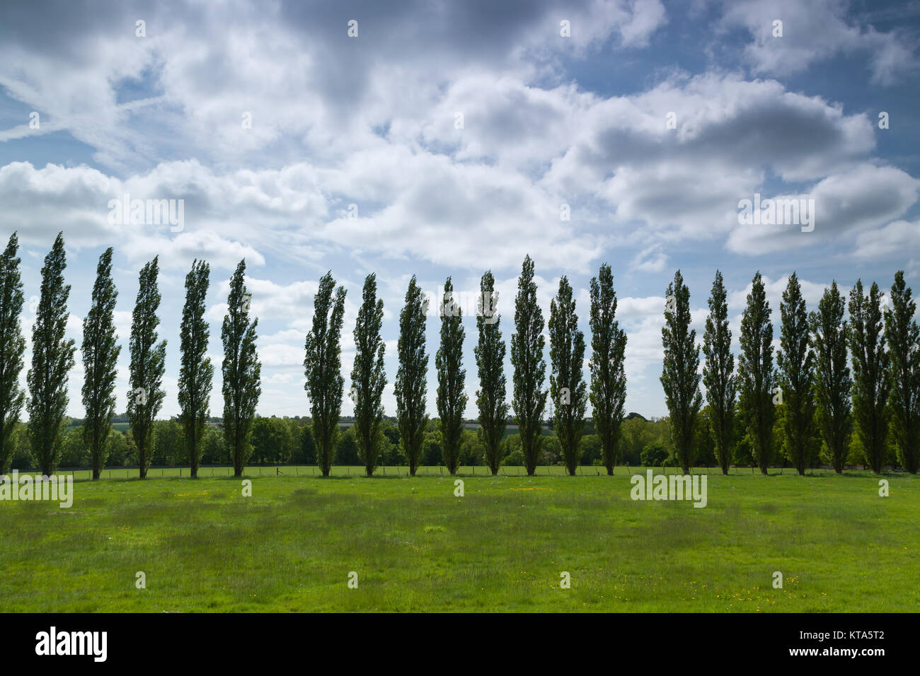 Tall thin trees hires stock photography and images Alamy