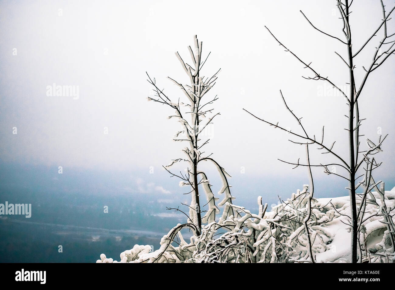 Snowy Tree On Hill Stock Photo - Alamy