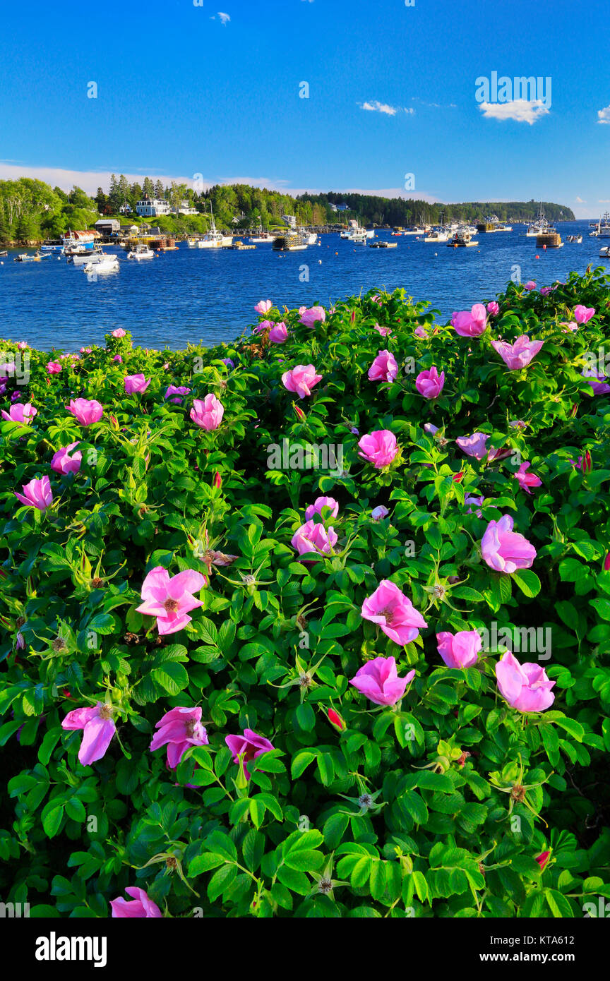Mackerel Cove, Bailey Island, Maine, USA Stock Photo Alamy
