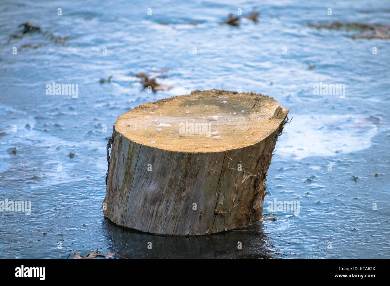 Tree Stump In Ice Stock Photo