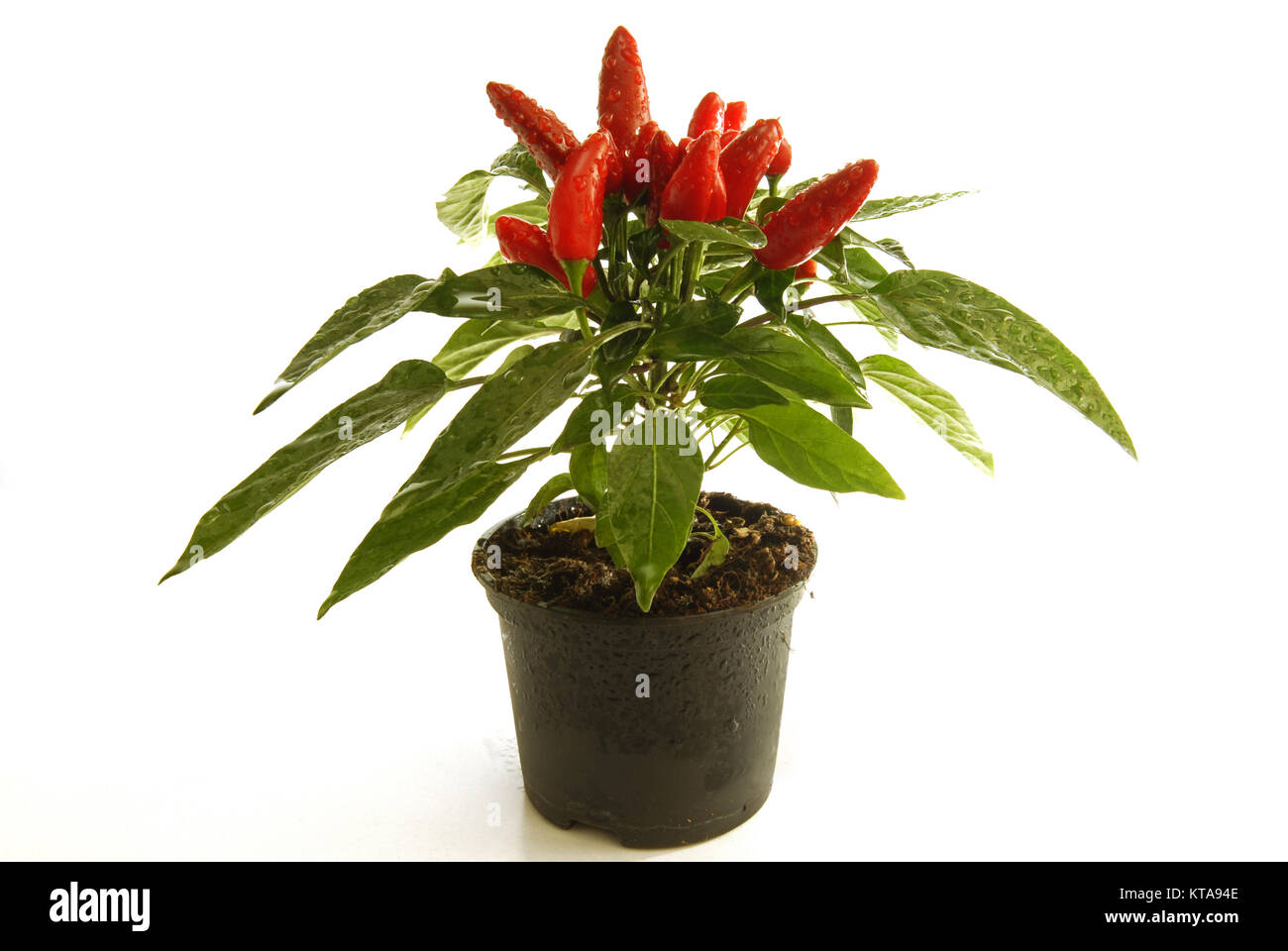 Wet Chili Paprika Plant Stock Photo 169871758 Alamy