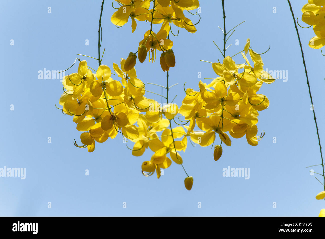 Yellow Wisteria Tree Stock Photo Alamy
