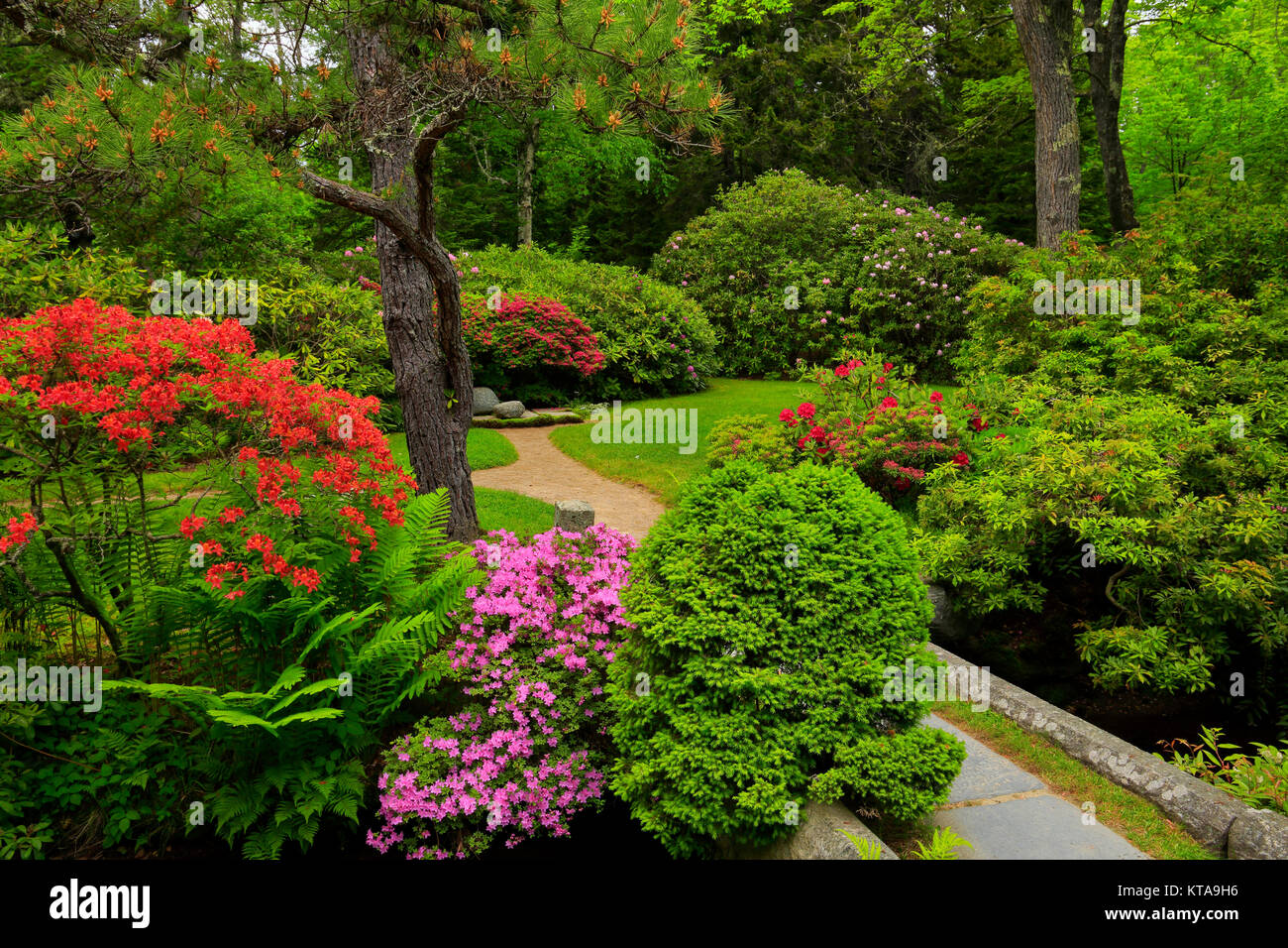 Asticou azalea garden hi-res stock photography and images - Alamy