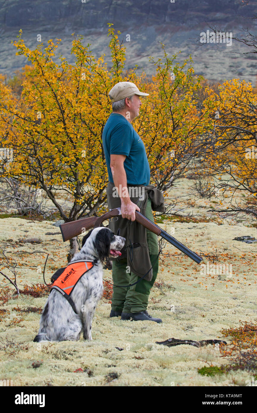 Norwegian hunter with shotgun and English Setter dog hunting grouse on moorland in autumn, Norway Stock Photo