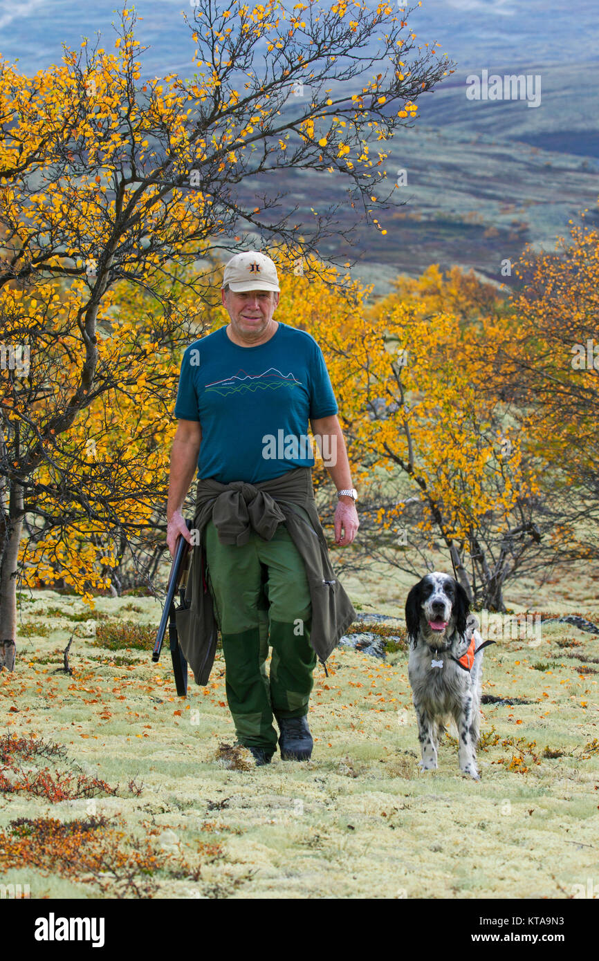 Norwegian hunter with shotgun and English Setter dog hunting grouse on moorland in autumn, Norway Stock Photo