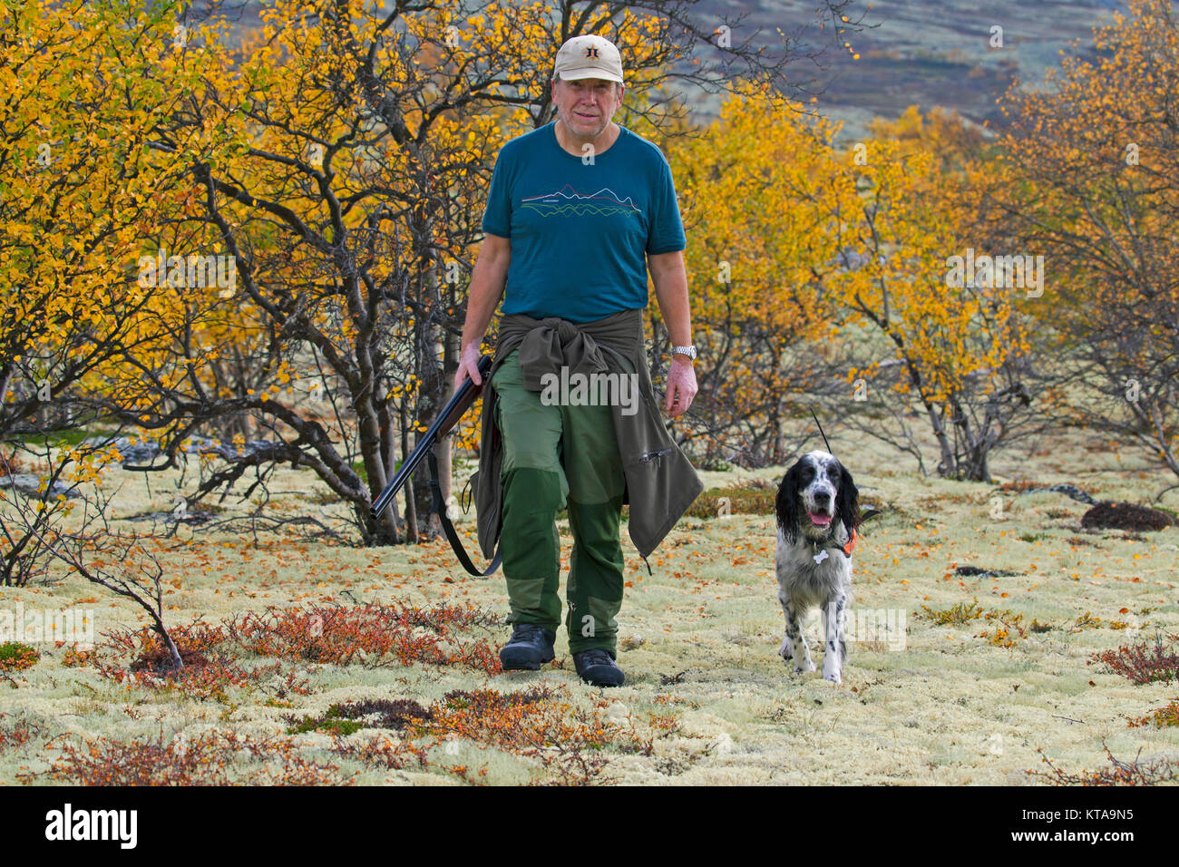 Norwegian hunter with shotgun and English Setter dog hunting grouse on moorland in autumn, Norway Stock Photo