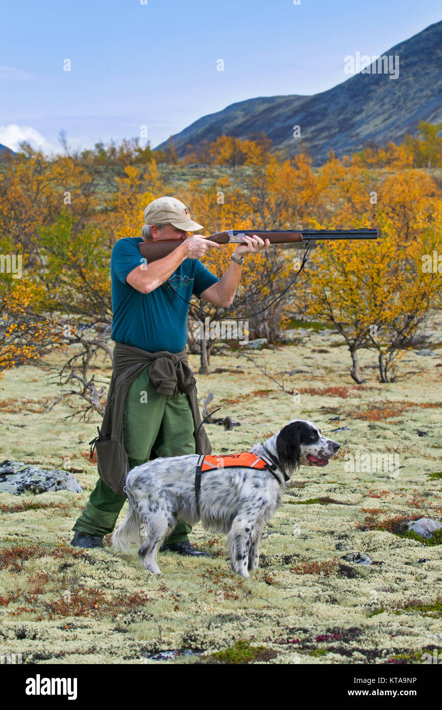 Norwegian hunter with English Setter dog shooting grouse with shotgun in autumn, Norway Stock Photo