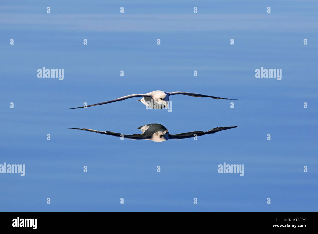 Northern fulmar / Arctic fulmar (Fulmarus glacialis) in flight soaring over the sea Stock Photo