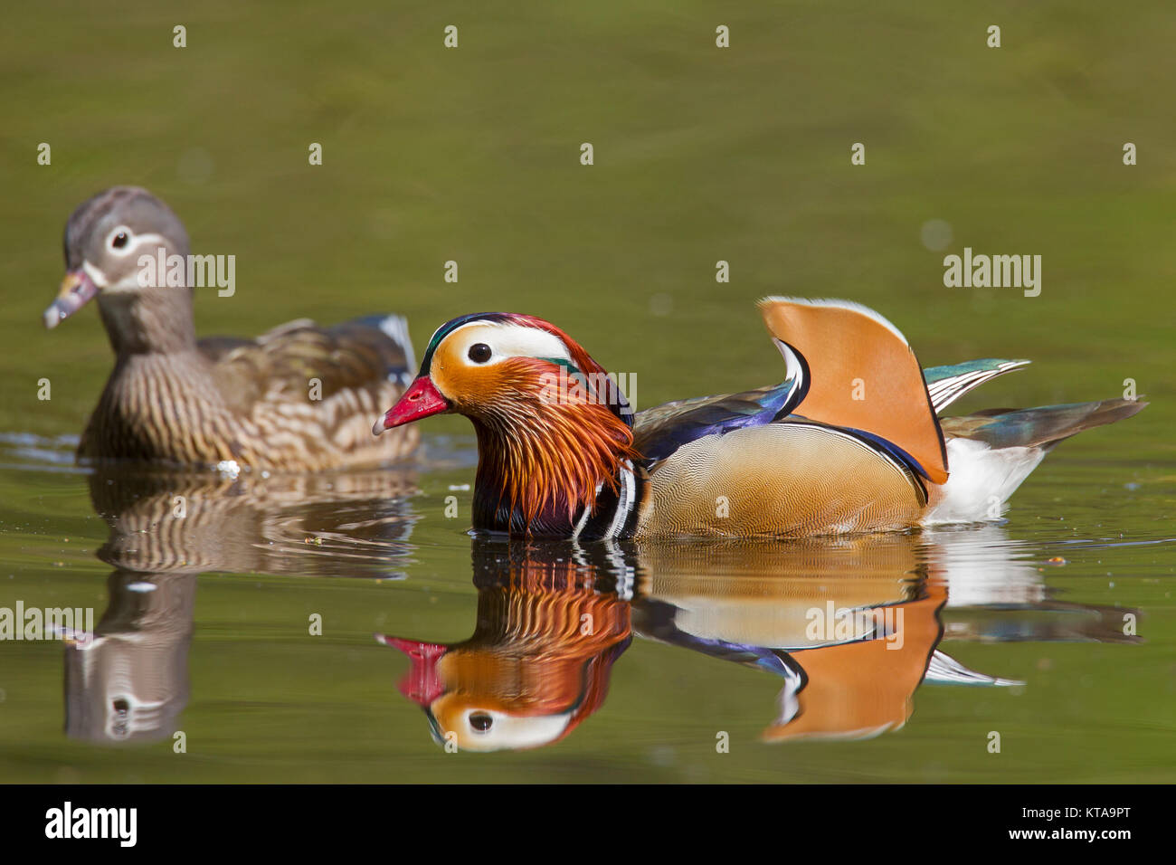 Mandarin duck (Aix galericulata) pair, male and female swimming in pond, native to East Asia Stock Photo