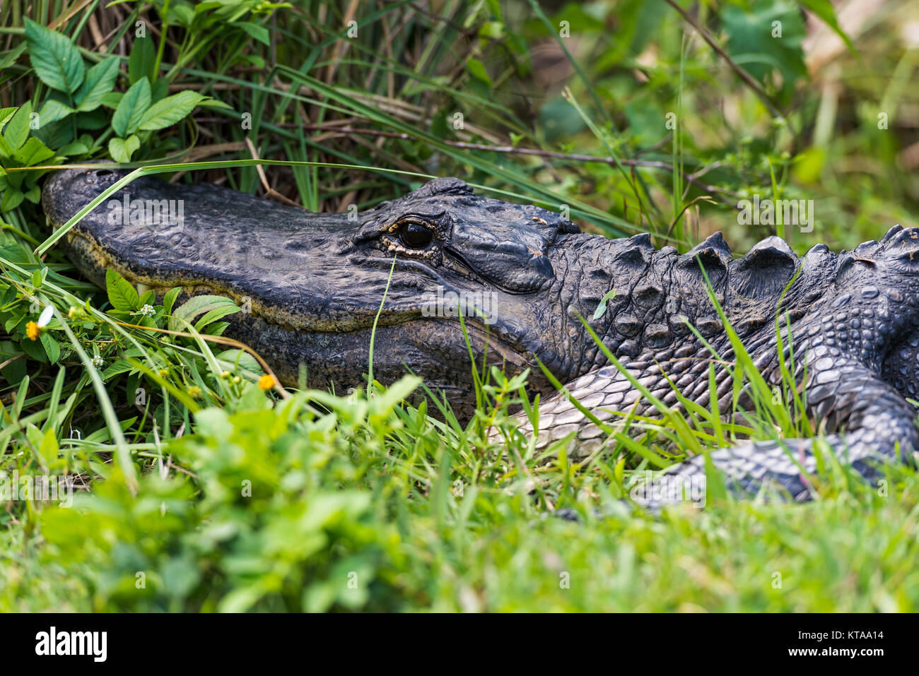 The American alligator (Alligator mississippiensis) is endemic to the