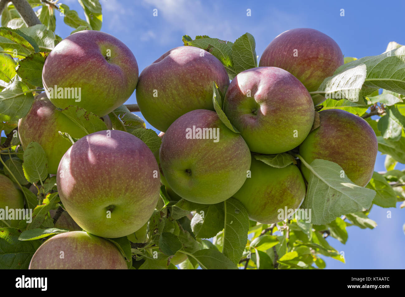 Gala Apples on the tree in an orchard, Okanagan Valley near Kelowna