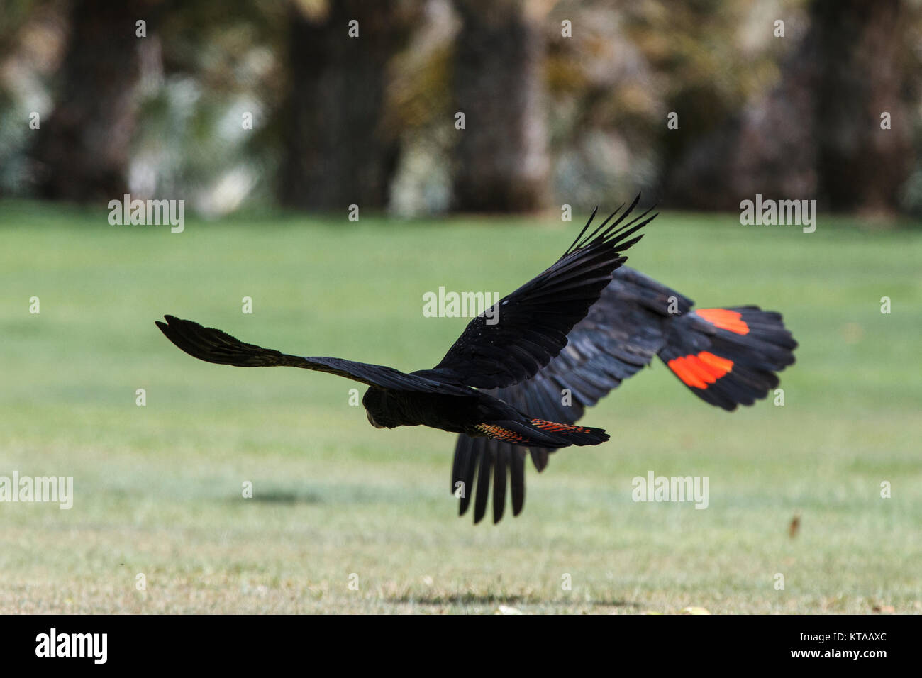 Red-tailed Black Cockatoo - Anderson Park Botanic Gardens, Townsville Stock Photo