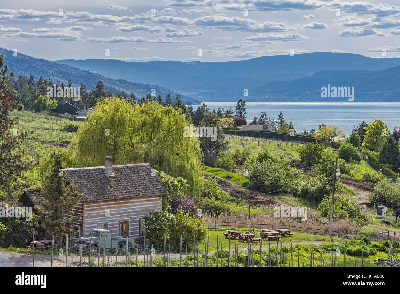 Homestead Cabin and Orchard Okanagan Lake Kelowna British Columbia Canada on a summer day Stock Photo