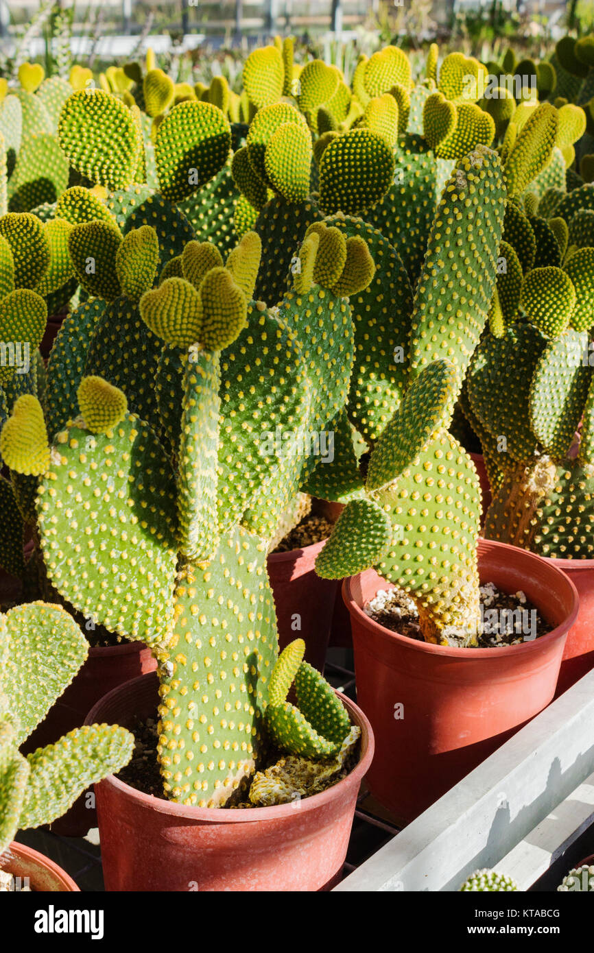 Cacti plantation in nursery, Opuntia Microdasys close up Stock Photo