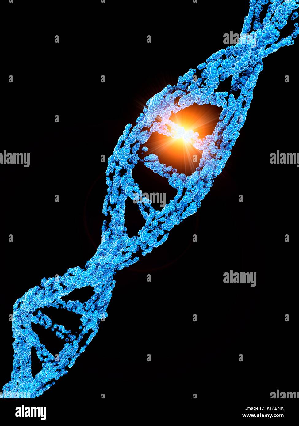 Computer graphic illustration depicting a point mutation. A point mutation is a genetic mutation where a single nucleotide base is changed, inserted or deleted from a sequence of DNA or RNA. Point mutations have a variety of effects on the downstream protein productâ€”consequences that are moderately predictable based upon the specifics of the mutation. These consequences can range from benign (e.g. synonymous mutations) to catastrophic (e.g. frameshift mutations), with regard to protein production, composition, and function. Stock Photo