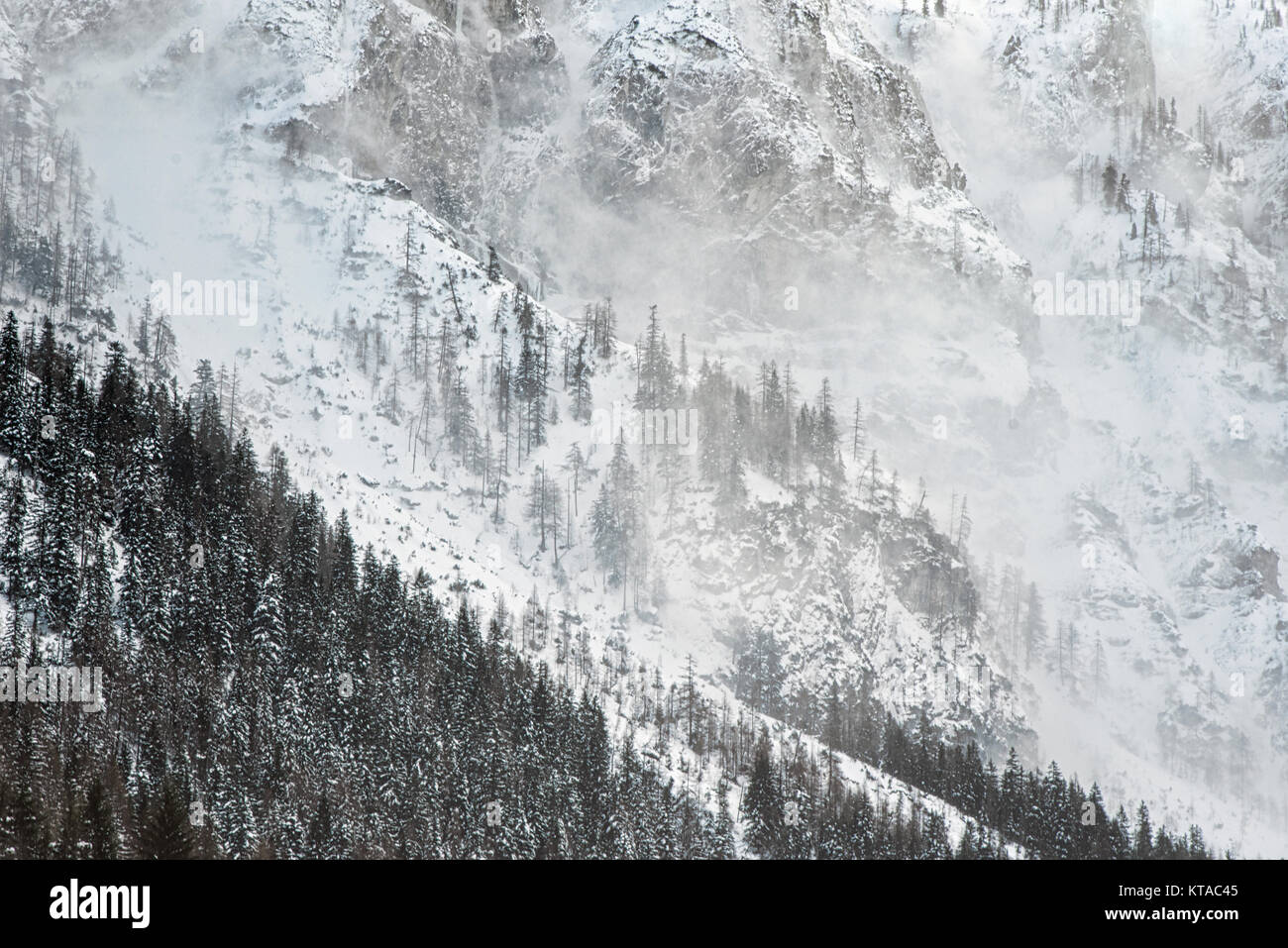 Winter in the Alps, snow, fog and wind on a high mountain peak, bad weather, pine trees on the slopes Stock Photo