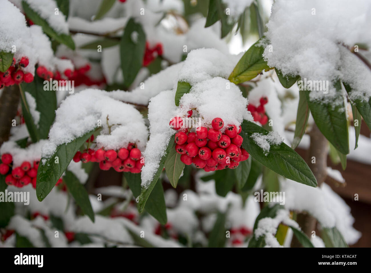Cotoneaster cornubia tree berries covered in snow Stock Photo