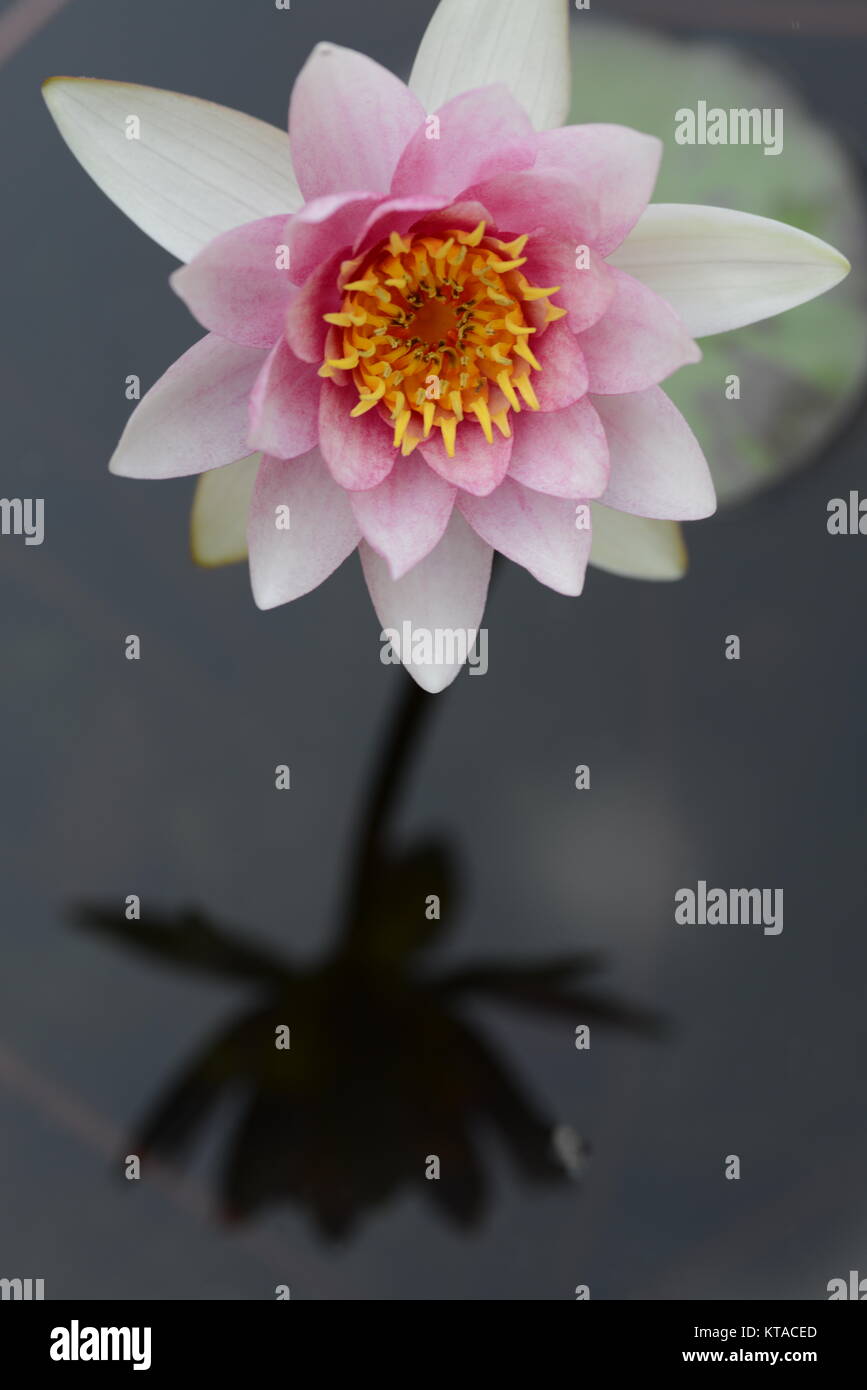 Water lily is a genus of hardy and tender aquatic plants in the family