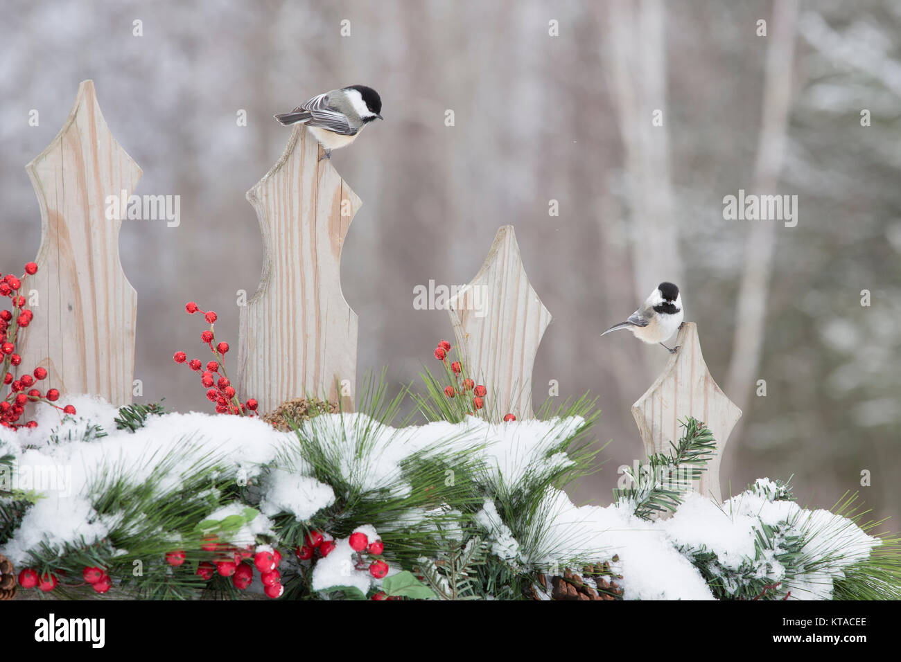 Black-capped chickadees on a festive backyard fence Stock Photo