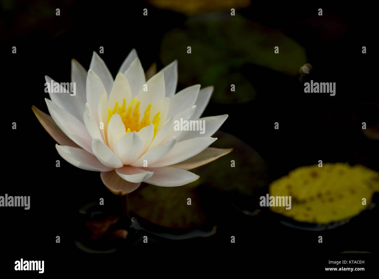 Water lily is a genus of hardy and tender aquatic plants in the family