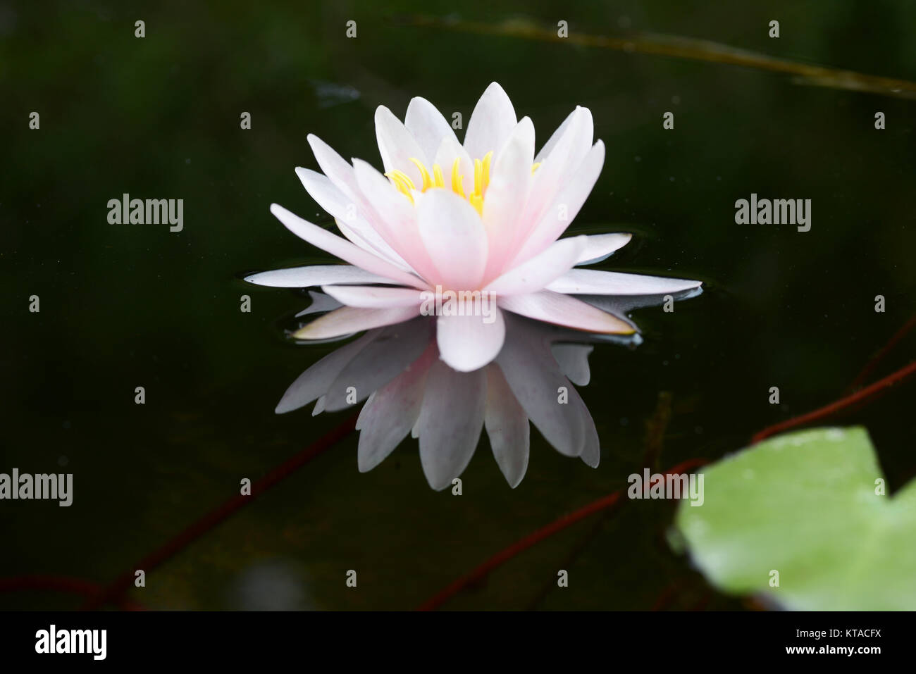 Water lily is a genus of hardy and tender aquatic plants in the family
