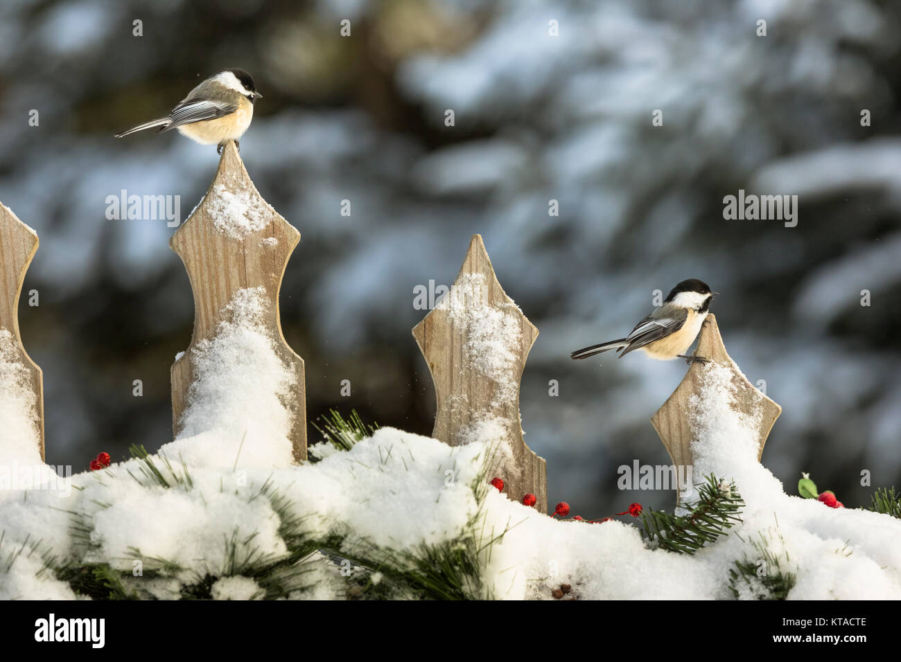 Black-capped chickadee on a festive backyard fence Stock Photo