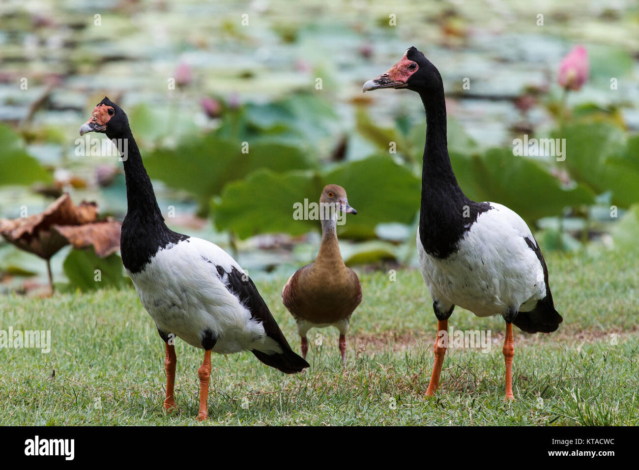Magpie Geese - Anderson Park Botanic Gardens, Townsville Stock Photo