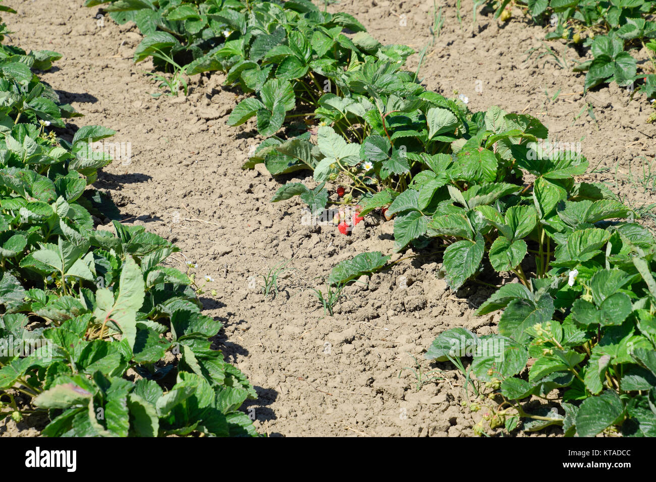 bed of strawberries in the garden. Growing strawberries in rows ...