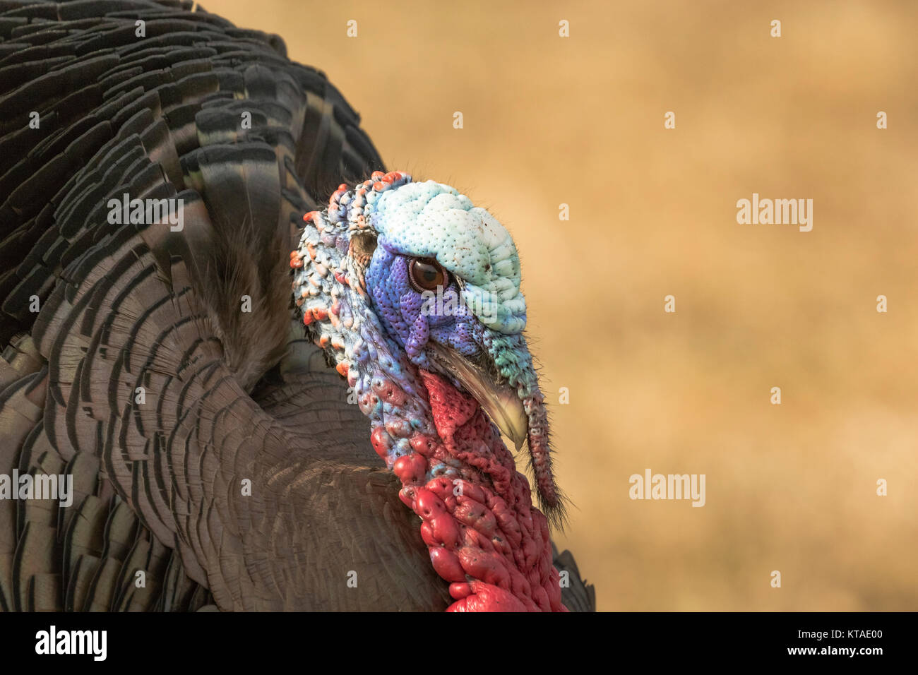 Eastern wild Turkey Stock Photo