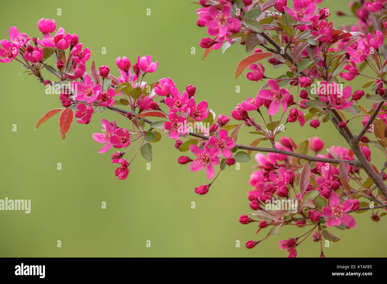 Flowering Purple Prince Crab Apple Tree In Northern Wisconsin Stock Photo Alamy