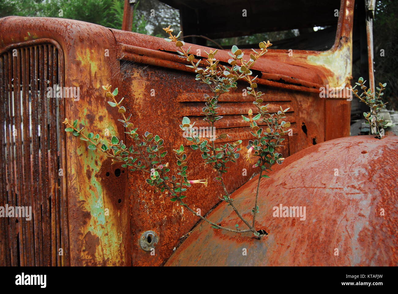 Tree growing through fender of old rusted truck Stock Photo