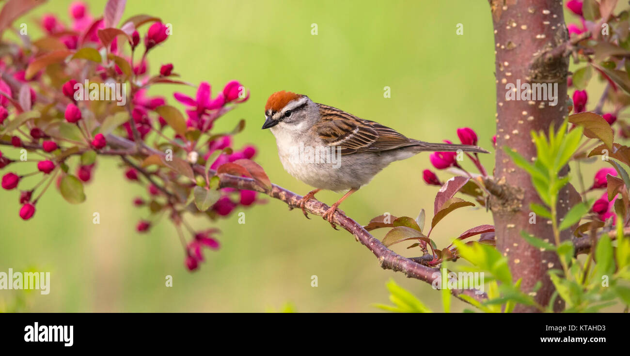 Chipping sparrow in a flowering crabapple tree Stock Photo