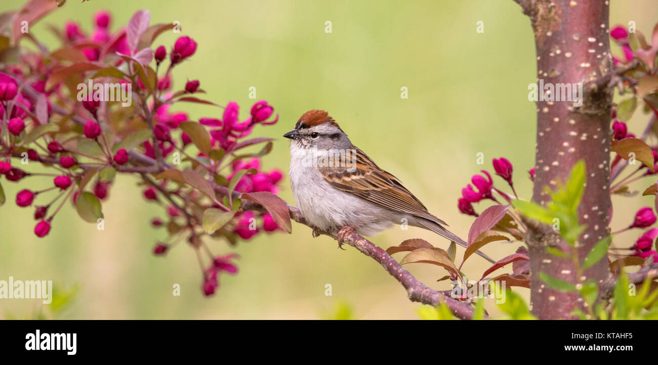 Chipping sparrow perched in a flowering crabapple tree Stock Photo