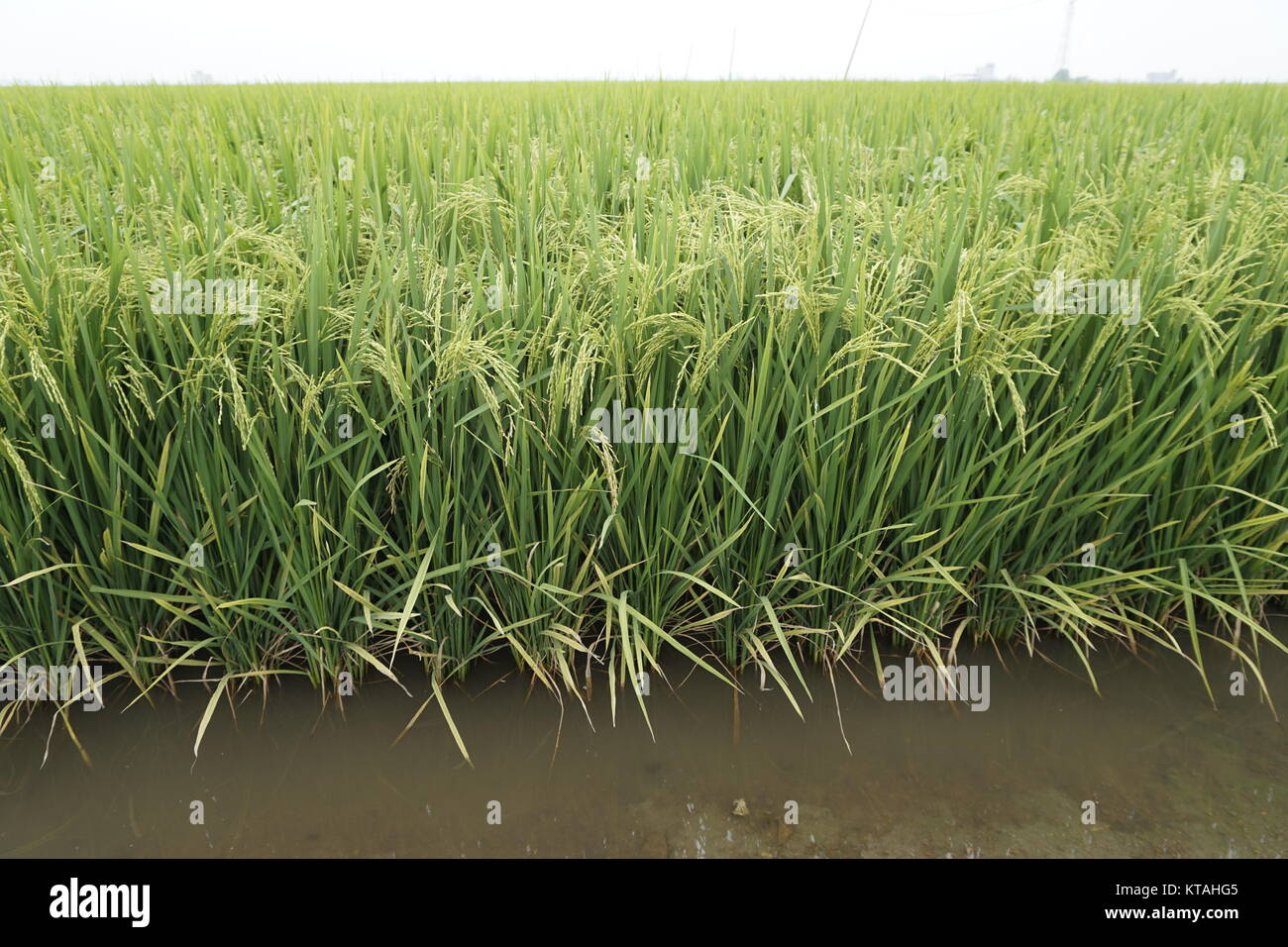 paddy field farm at Sekinchan, Selangor, Malaysia Stock Photo