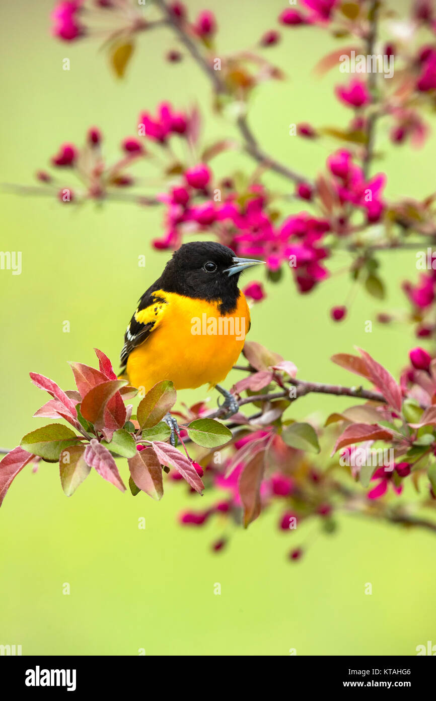 Male Baltimore oriole perched in a flowering crabapple tree Stock Photo