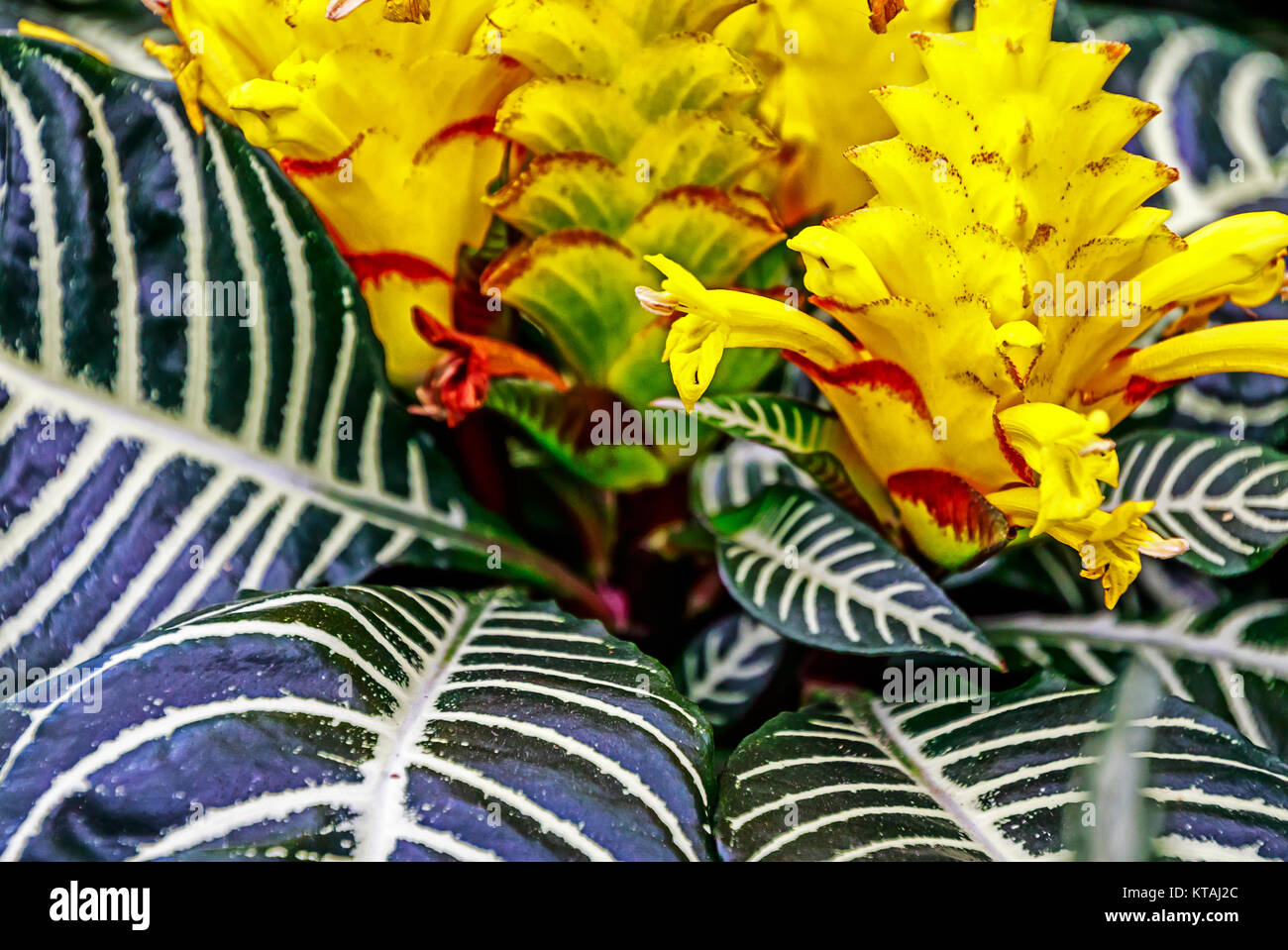 The Zebra Plant, Aphelandra squarrosa, is a great ornamental houseplant Stock Photo