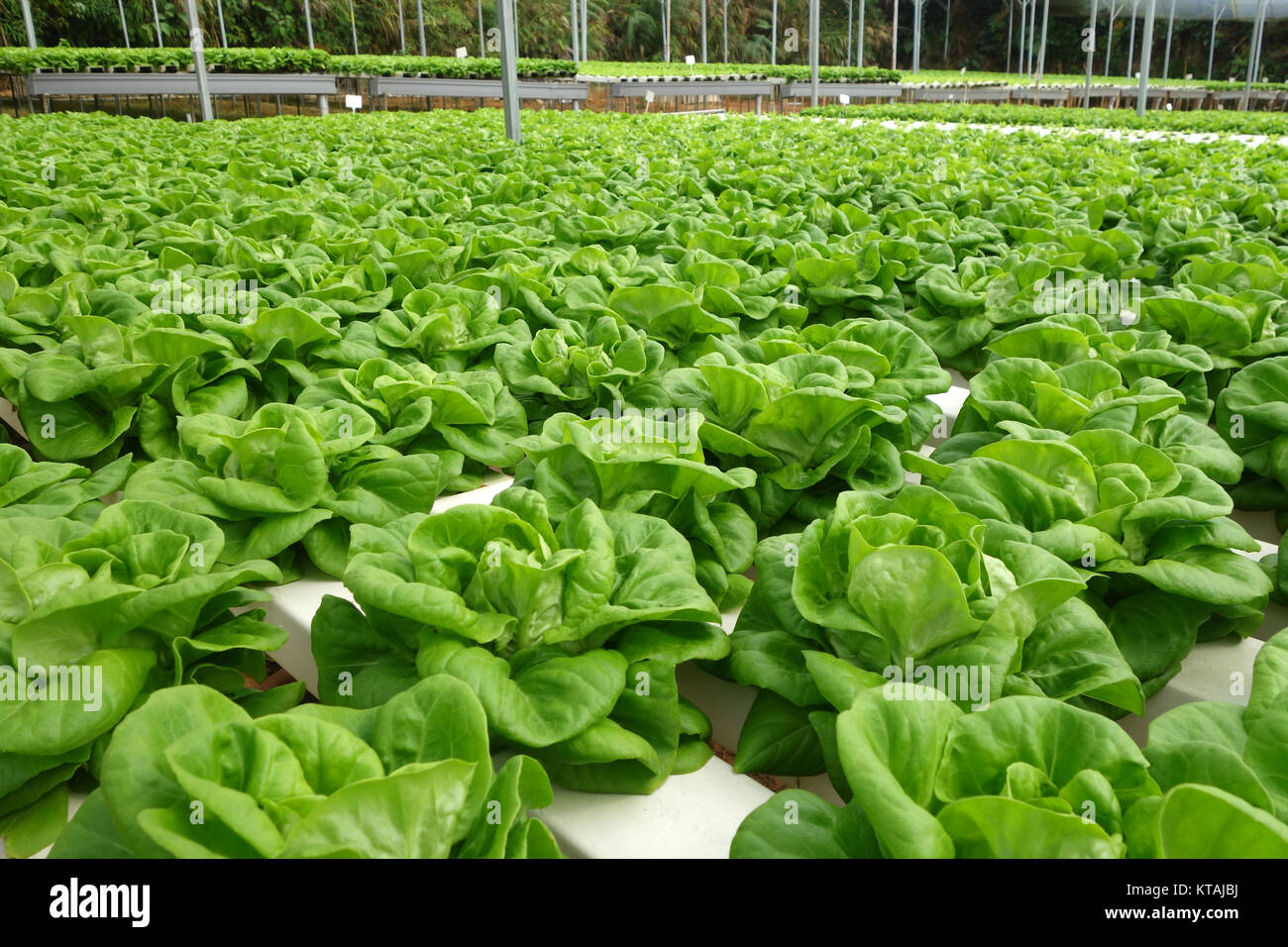 Commercial greenhouse soilless cultivation of vegetables Stock Photo