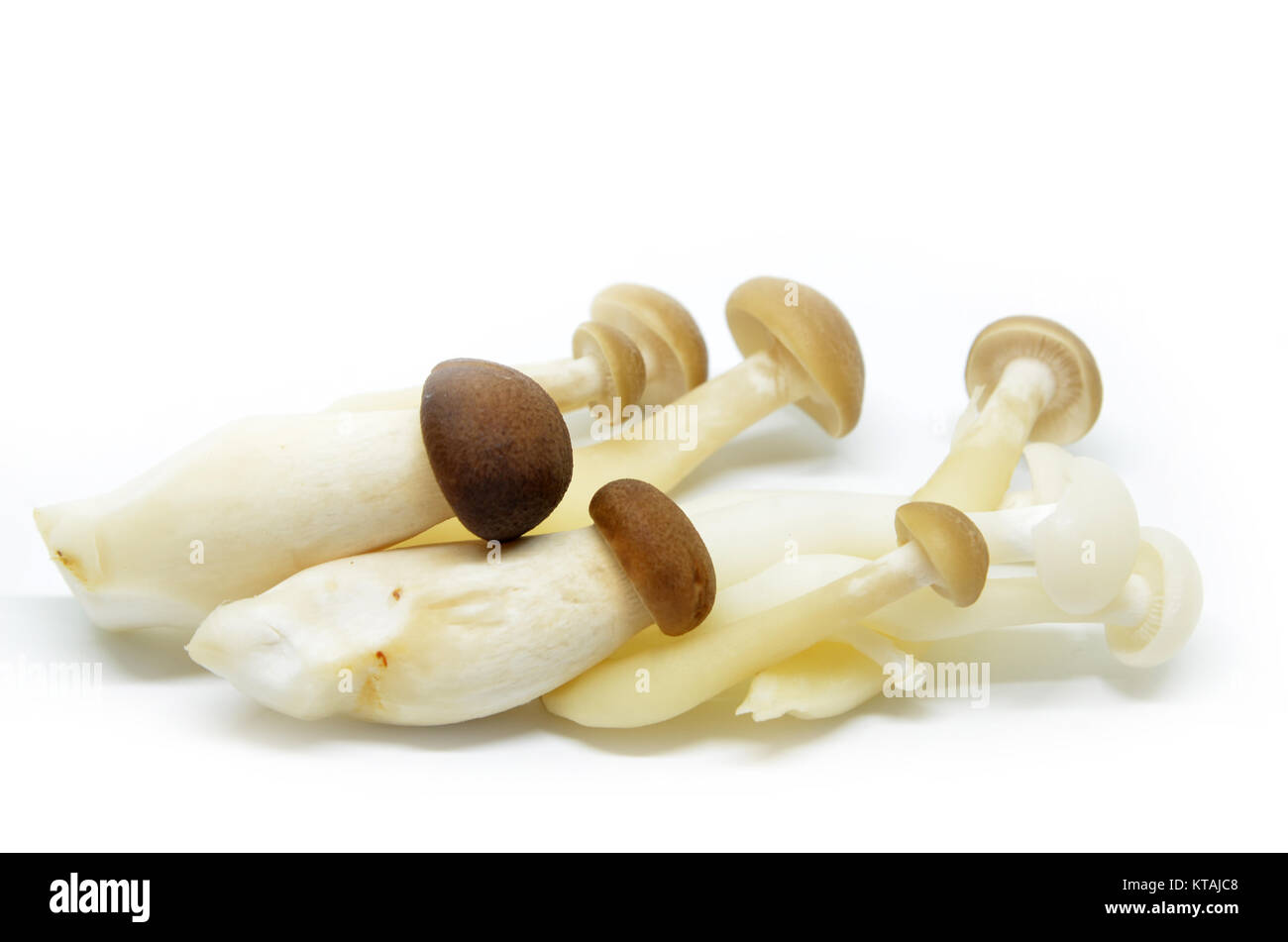 Fresh shimeji mushroom Stock Photo Alamy