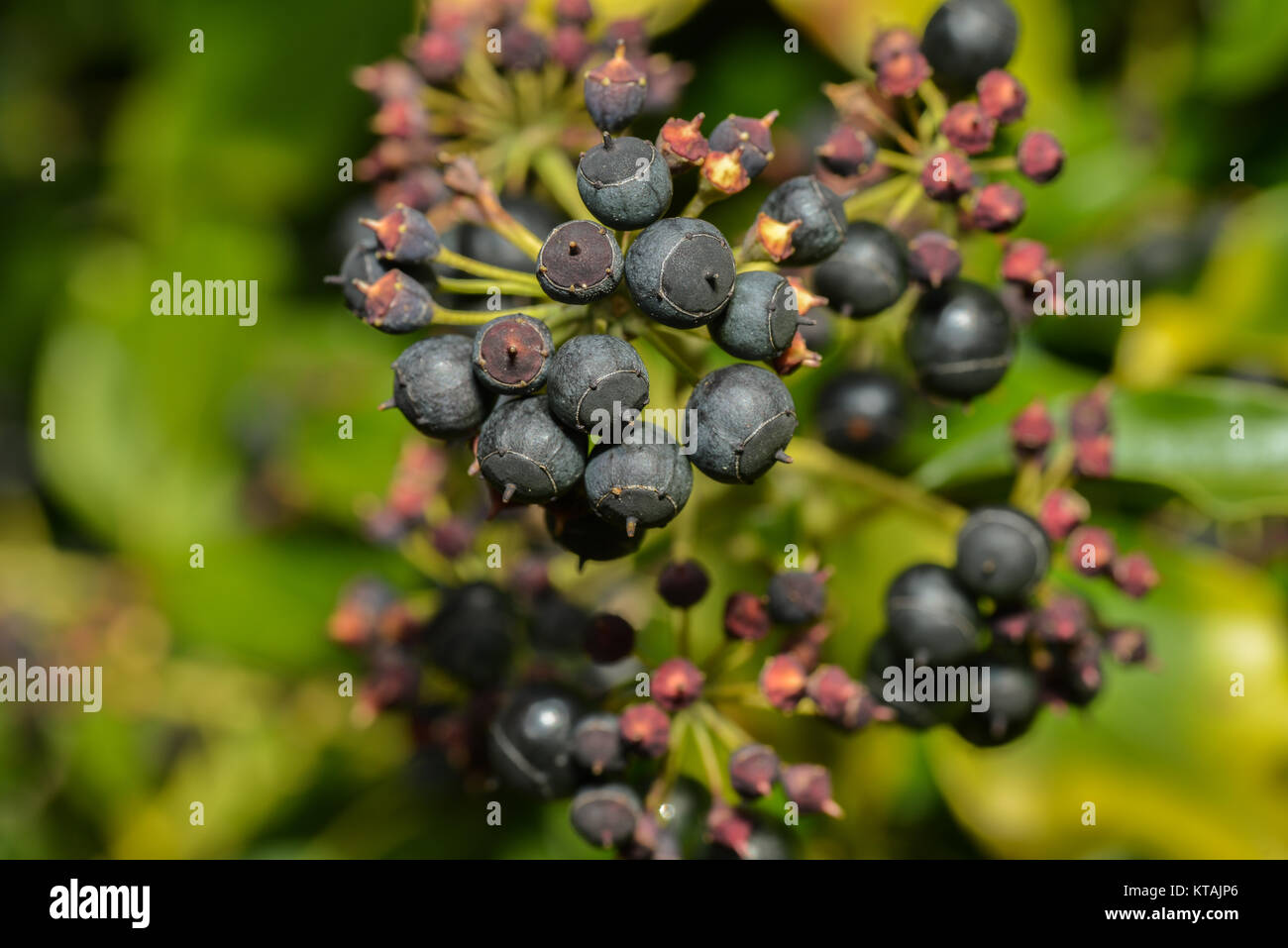 fruits of the ivy plant Stock Photo