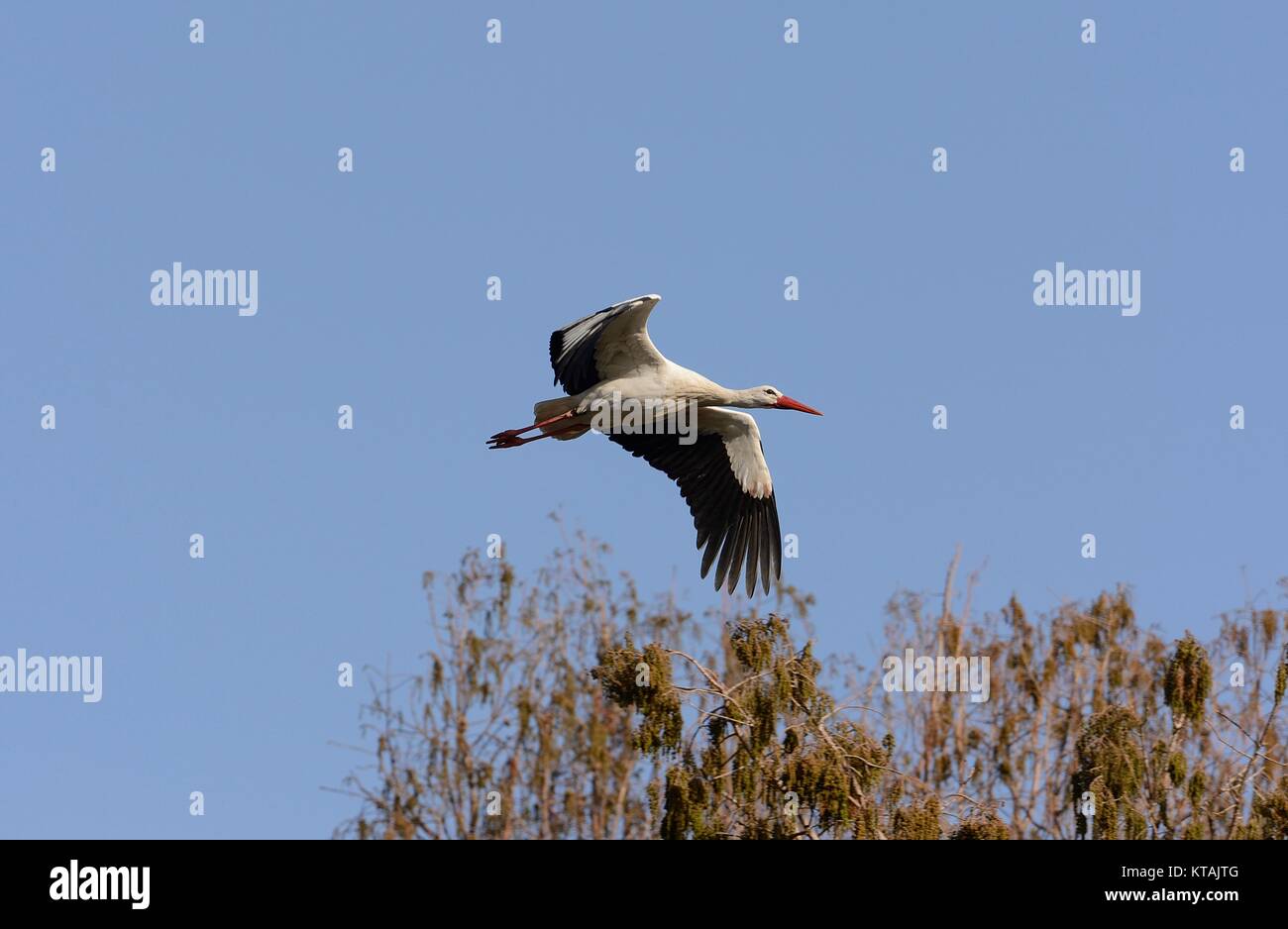 white stork in flight with trees in the background Stock Photo