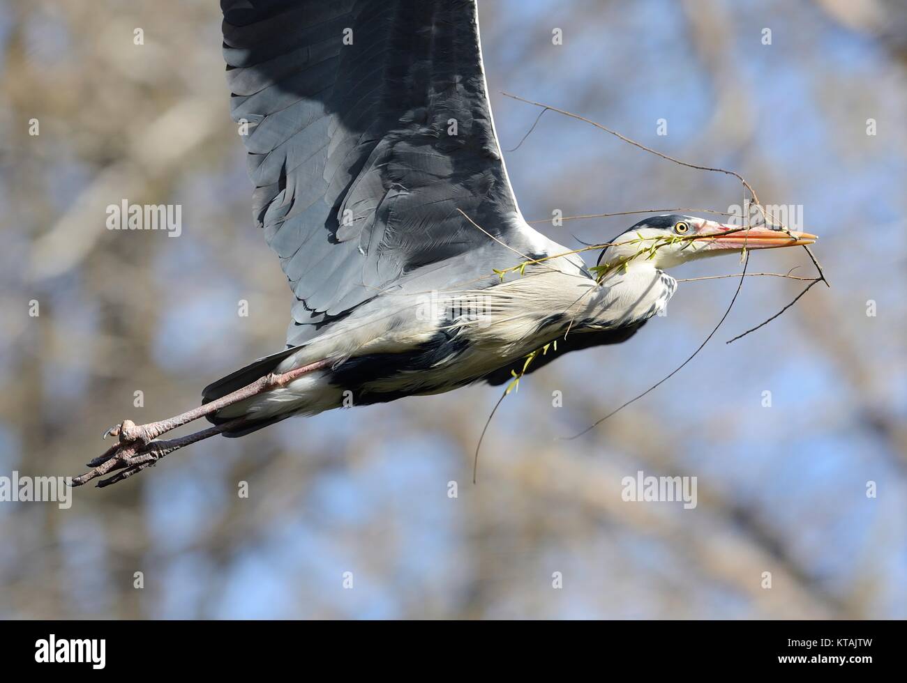 great blue heron in flight with trees in the background Stock Photo