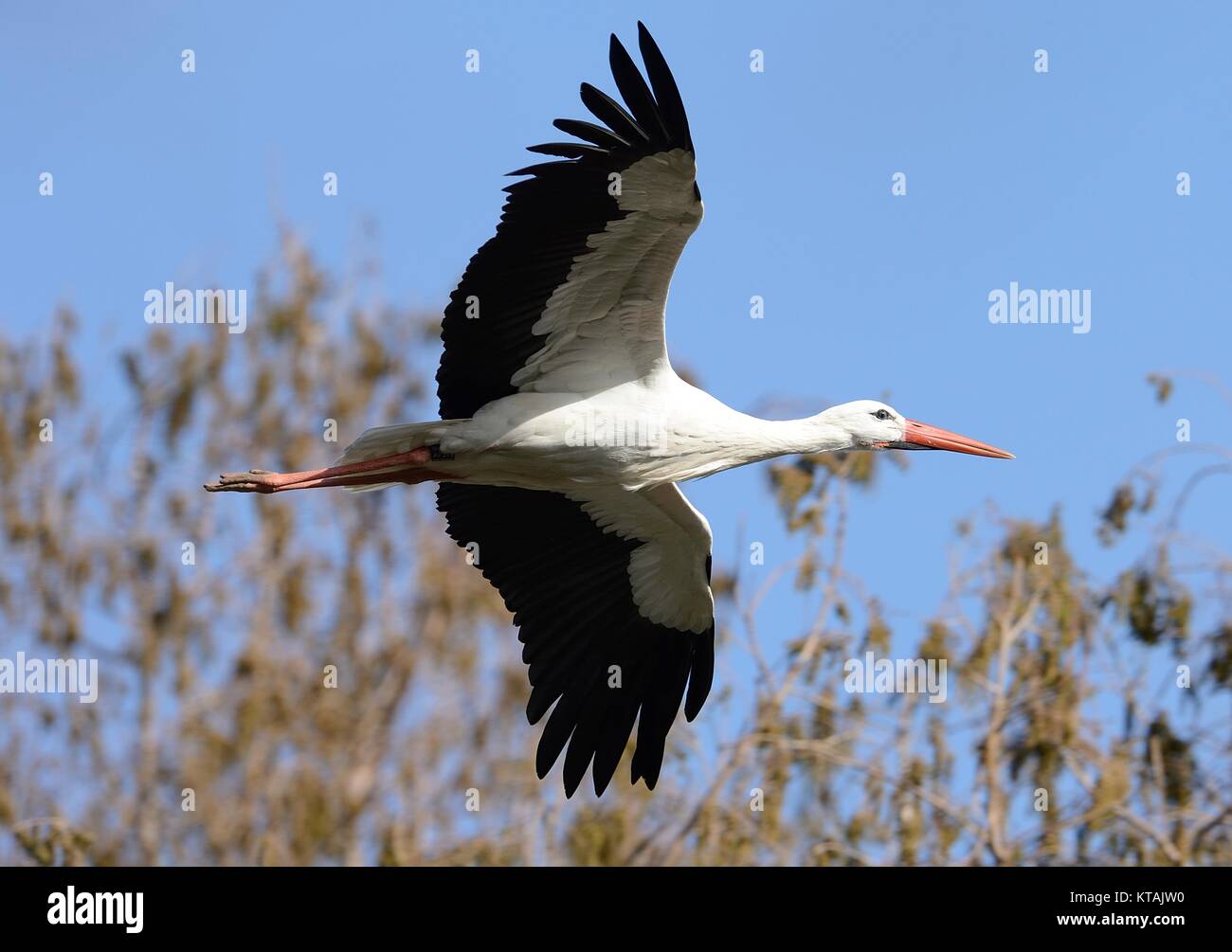 white stork in flight with trees in the background Stock Photo