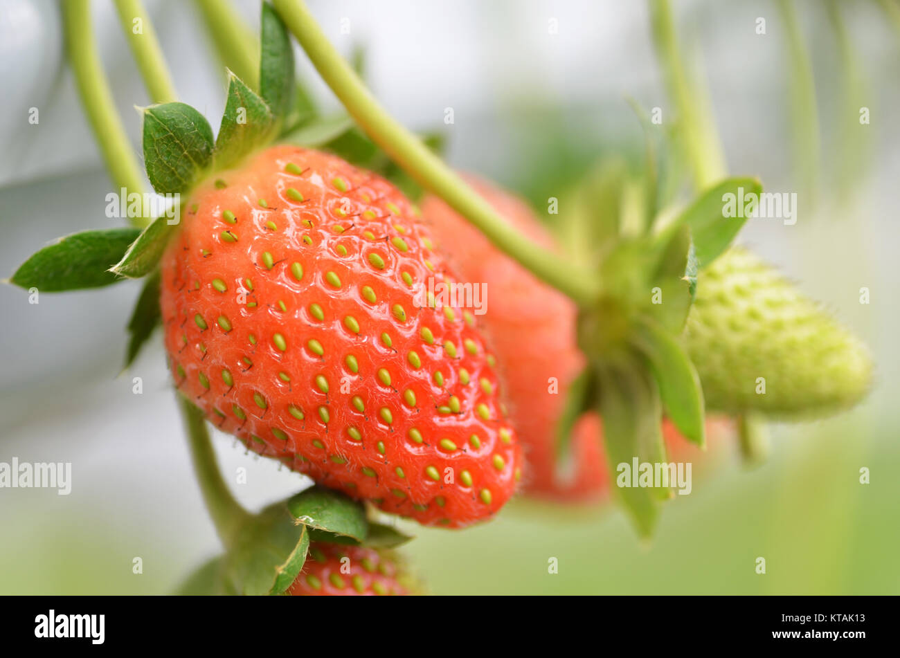 Fresh strawberries that are grown in greenhouses Stock Photo - Alamy